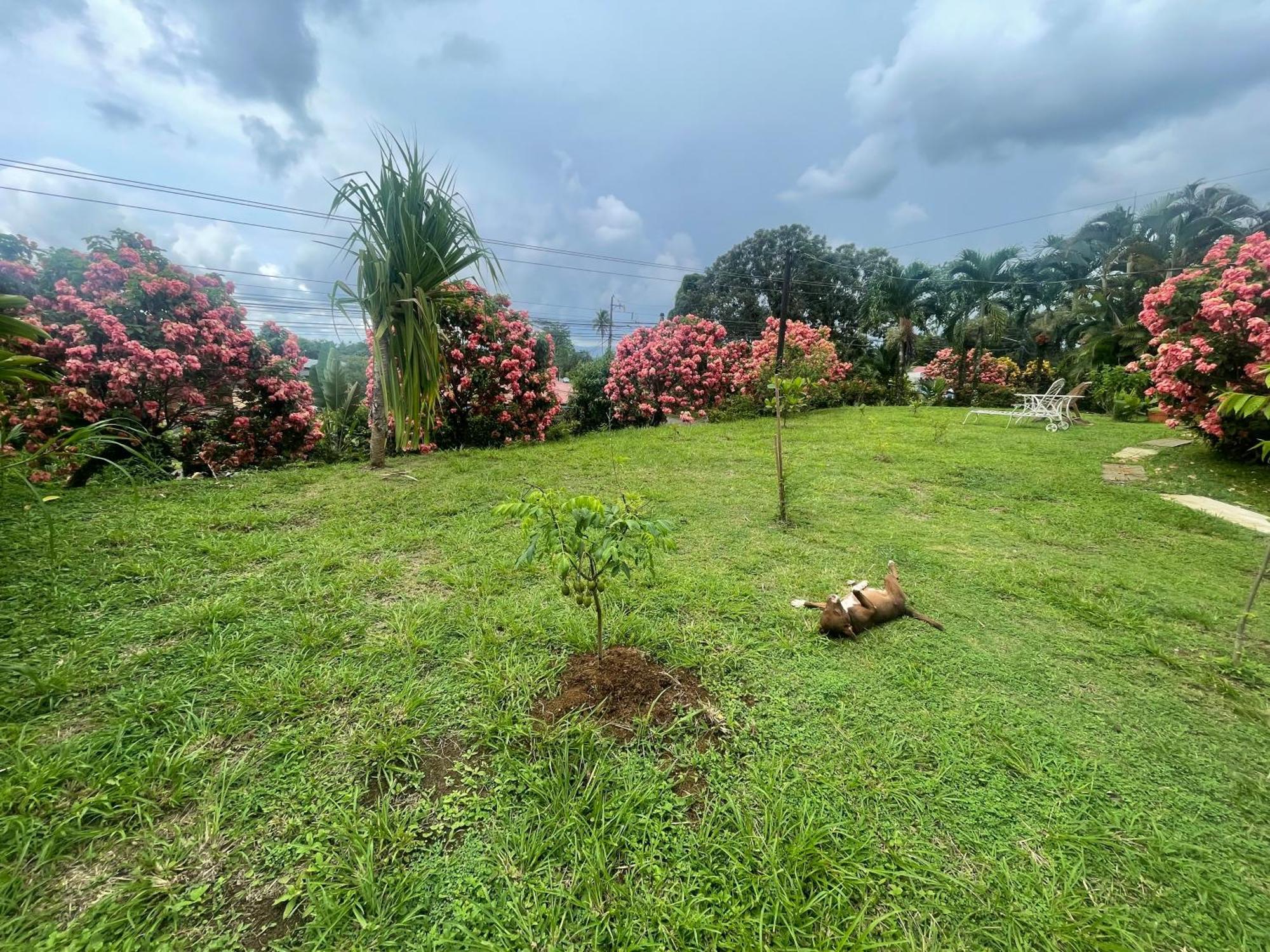 Hotel Tierra De Volcanes La Fortuna Ngoại thất bức ảnh